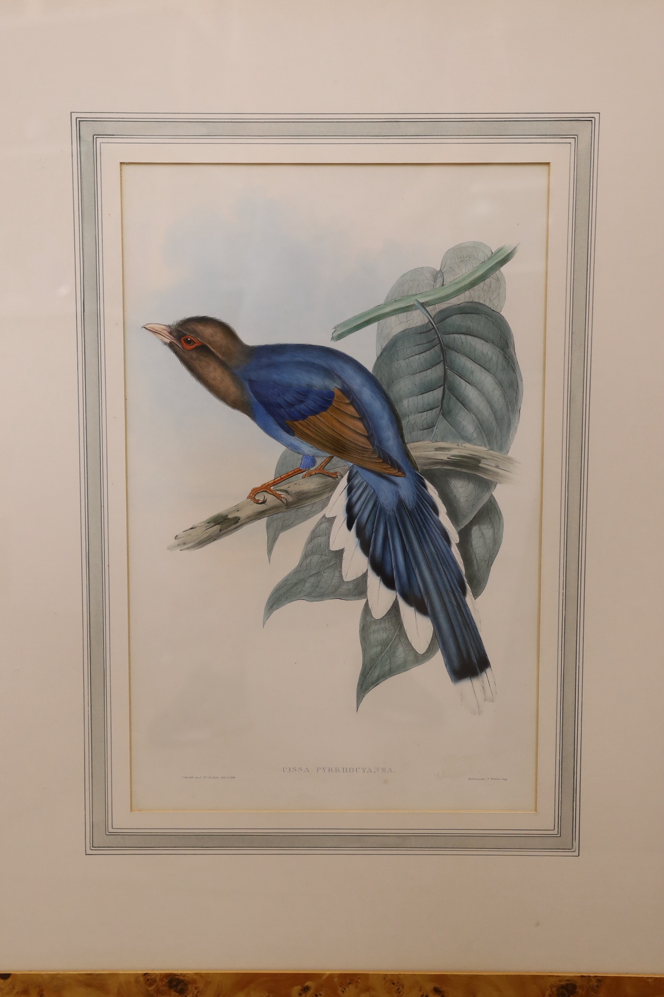 After Gould and Richter, six coloured lithographs, Studies of exotic birds, 53 x 34cm
